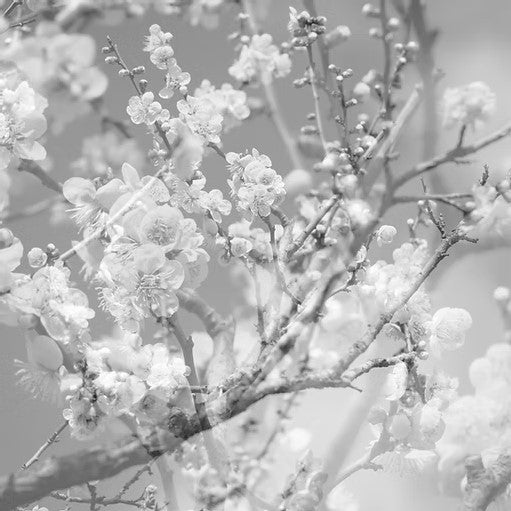 MASABUMI KIKUCHI - Hanamichi - The Final Studio Recording Vol. II